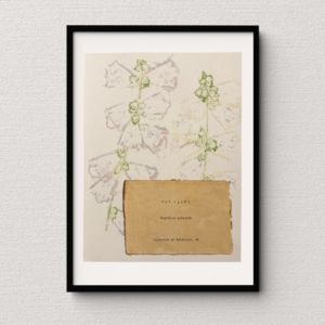 Artwork displayed in a black frame atop a neutral wall backdrop. Art made using pigment from real plants as a backdrop. Atop, on handmade cotton paper, are the hand-typed plant common name and botanical name as well as the area the plants were collected.