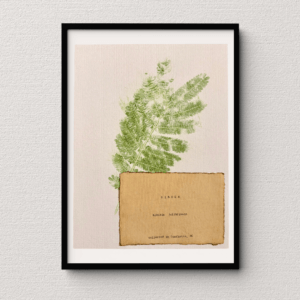 Artwork displayed in a black frame atop a neutral wall backdrop. Art made using pigment from real plants as a backdrop. Atop, on handmade cotton paper, are the hand-typed plant common name and botanical name as well as the area the plants were collected.