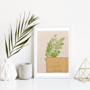 An image of framed typewriter art in a white frame on a white shelf. The art is stamped with real plants and displays a the plant name, botanical name, and area the plants were collected. The art is displayed in a white frame between a white vase with a palm front next to a cement jar and a golden geometric decorative piece.